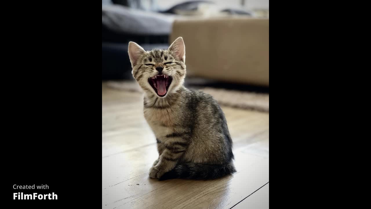 Funniest Animals 🐧 - Funny animal videos can't help but laugh 2021 😁 Cutest Animals Ever