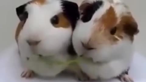 adorable baby and animas making you laugh a lot