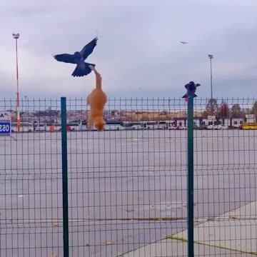 Everyone picking on kitty 🤣