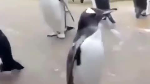 Run of Penguin in funny Style 🤣