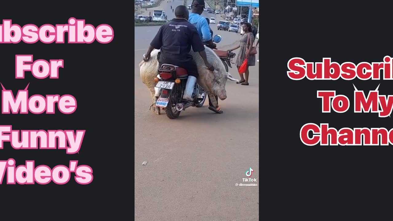 Funny Video Of 2 Men Carrying A Big Pig On Their Motorcycle