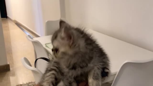 Cute Fuzzy Kitten listens to Lion King for the first time!!!