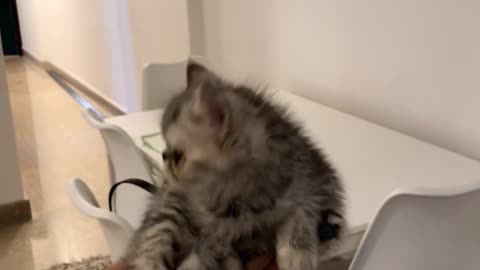 Cute Fuzzy Kitten listens to Lion King for the first time!!!