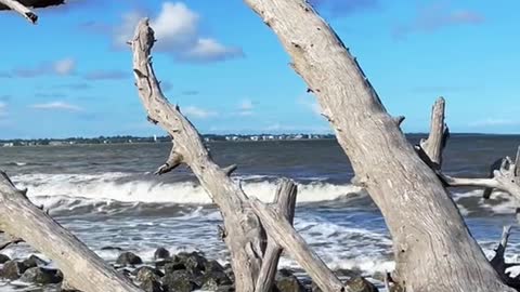 Driftwood BeachDo yon nememler