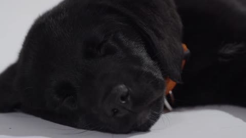 Labrador Retriever puppy on white screen playing