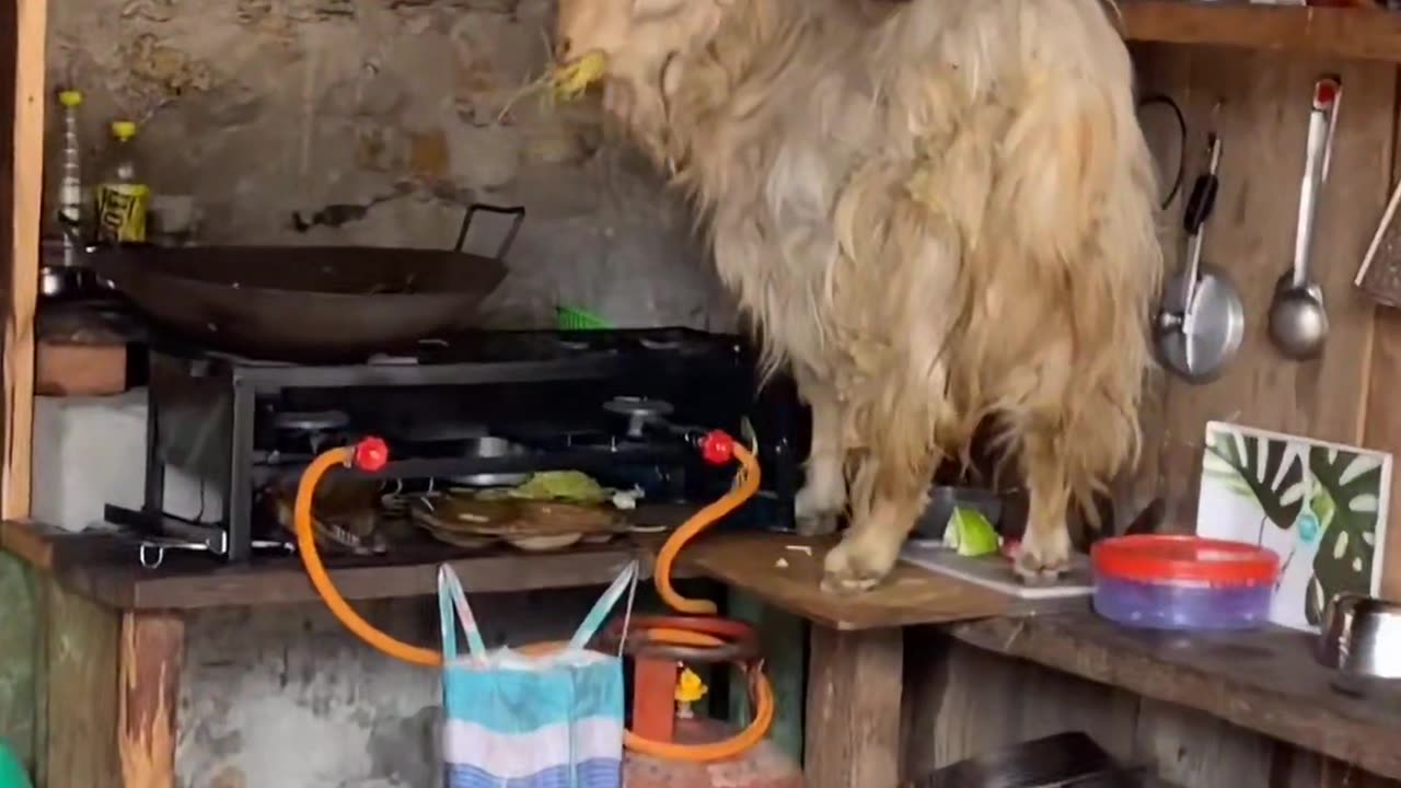 Funny Goat stealing noodles