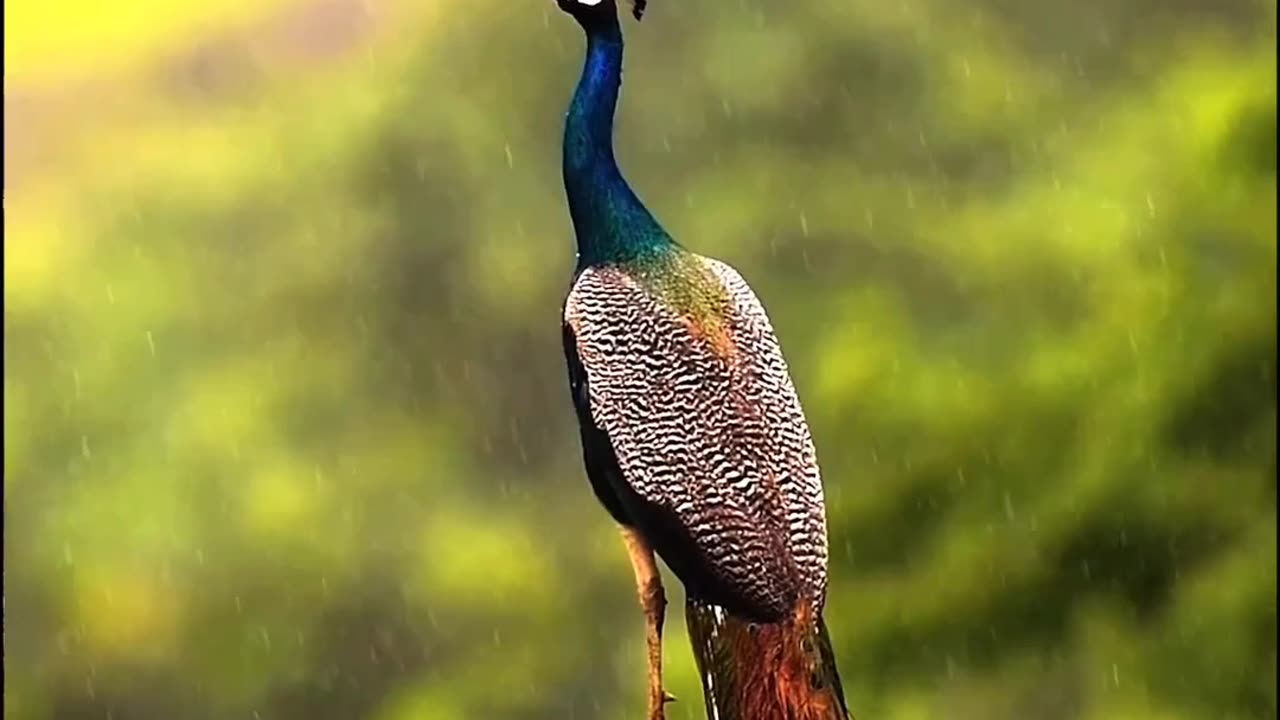 Funny animal videos | peacock| try not to laugh #cute & #funny - #cat - #video - #shorts