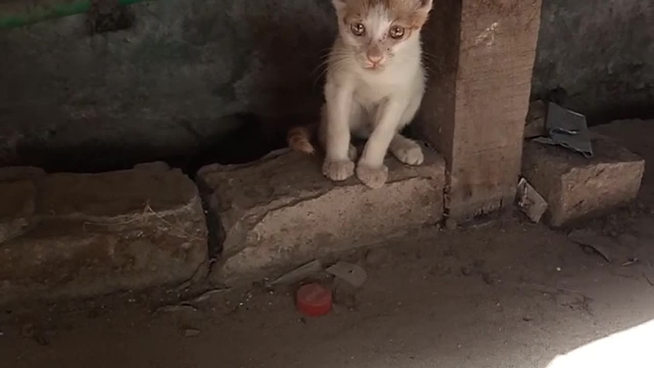 Cute little Cat under the table #cat