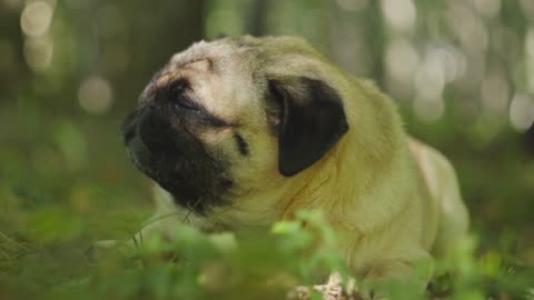 Your dog enjoys eating grass