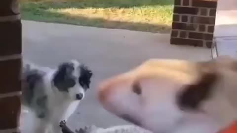 fanny video