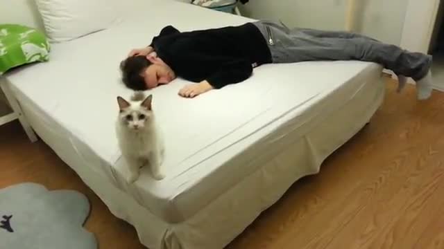 How my cat react when I faking death 🐹😽