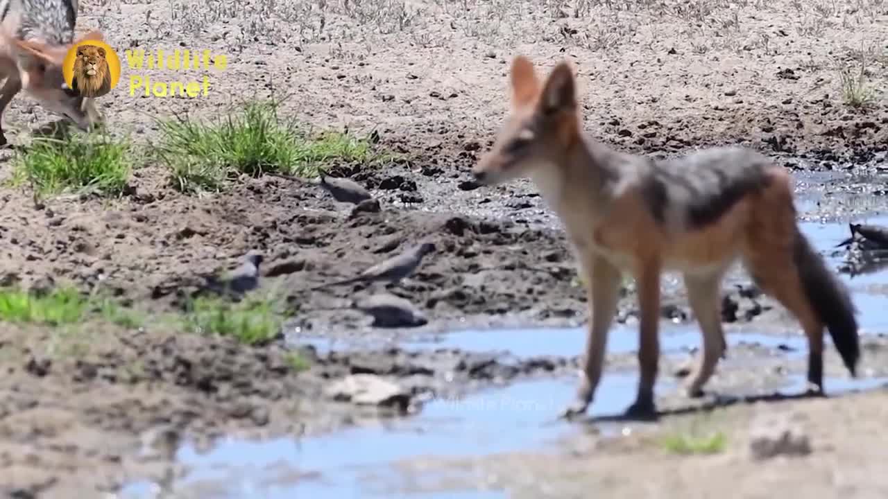 Leopard vs Jackal and Jaguar vs Crocodile | Incredible Animals Survival Tactics | Amazing footage