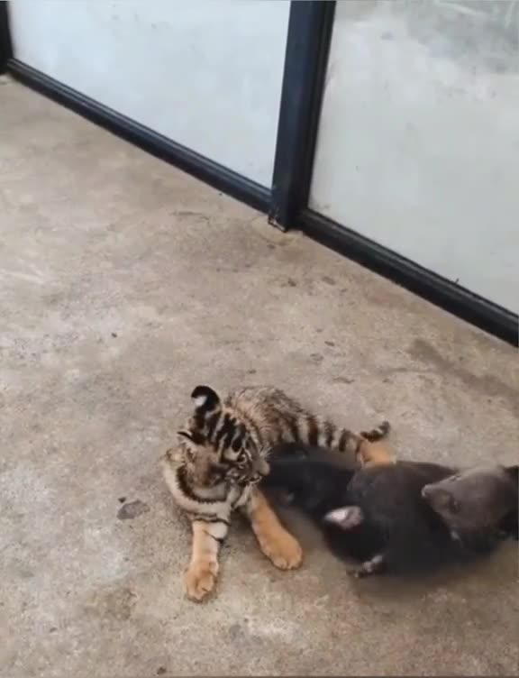 Baby tiger and bear wrestle