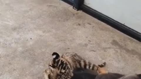 Baby tiger and bear wrestle