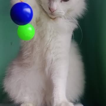 KING CATS OF LATO LATO games