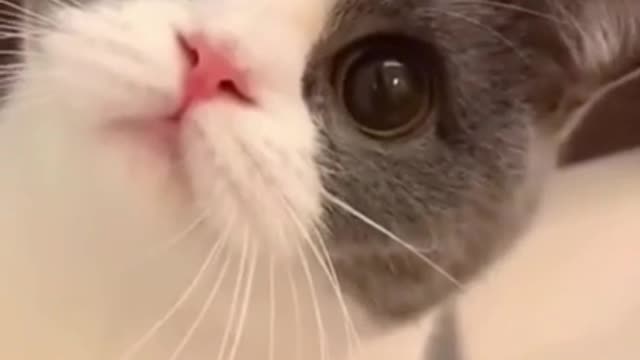 this cat is so cute