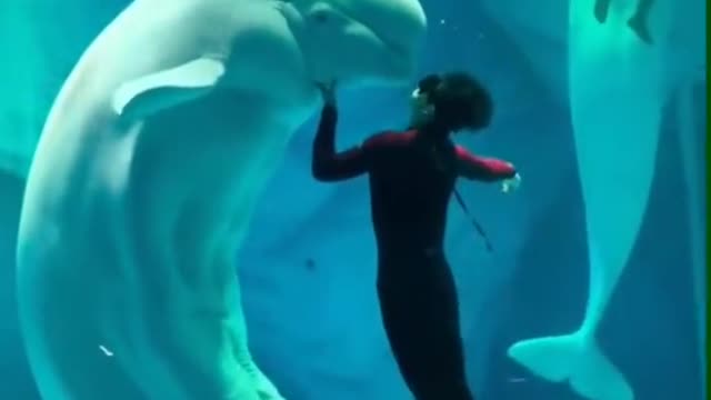 play with beluga whale🥰