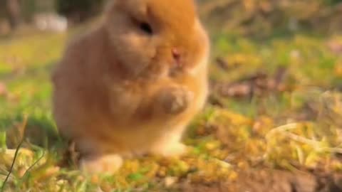 Cute rabbit eating