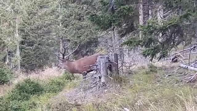 Hirschbrunft