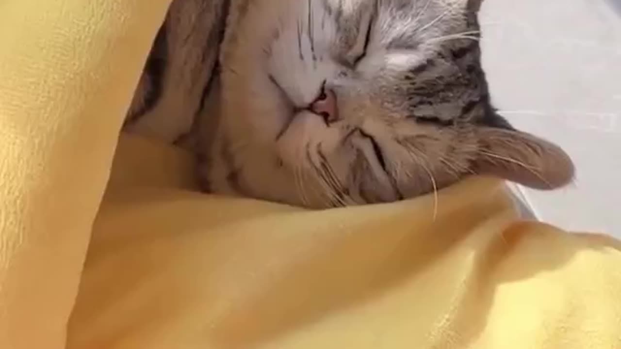 Funny moments for 🐱 Cat Viral