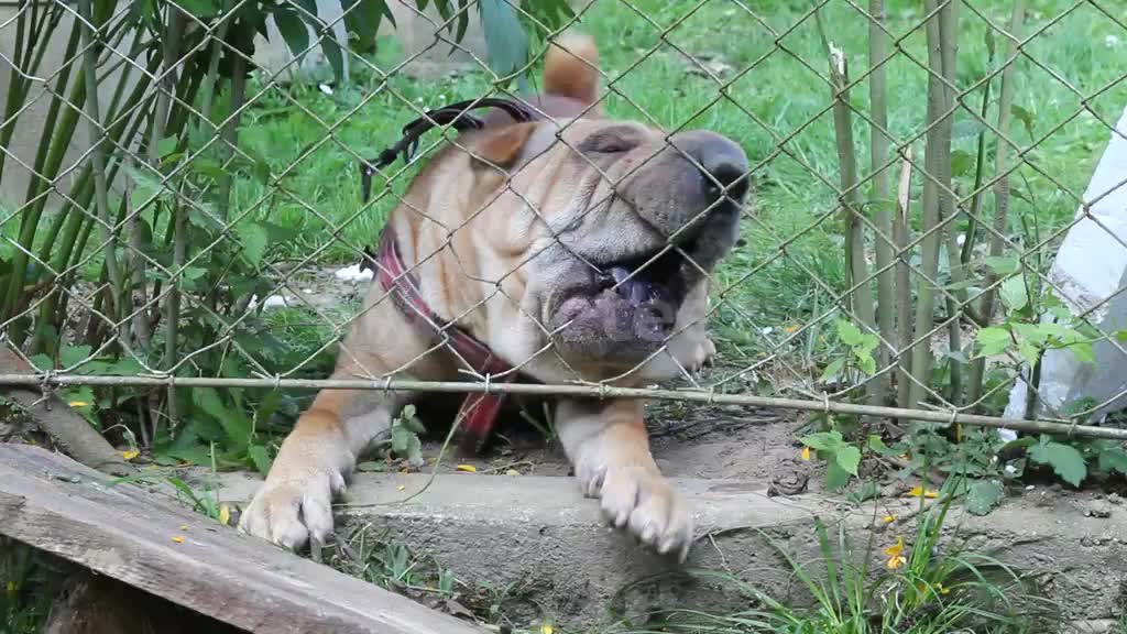 angry sharpei dog Pro Video