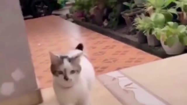 Cute and Funny Cats - Adorable