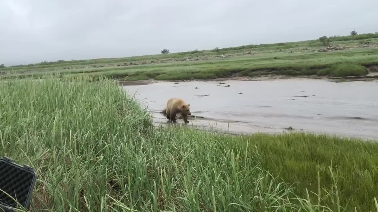 Alaskan Grizzly Bear Charge Handled In One Minute