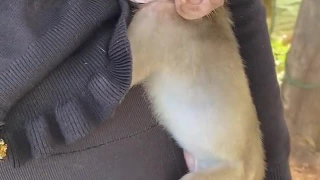 Let Baby Monkey SLEEP!!