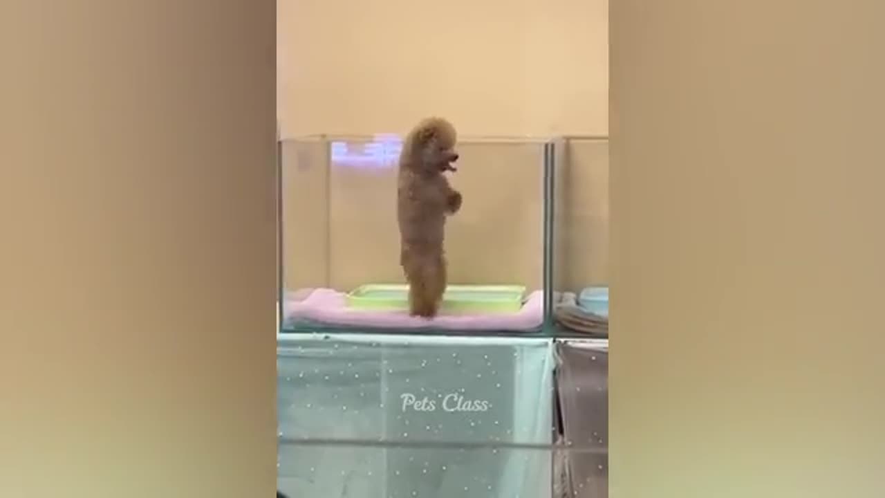 Very Funny Animal Video 😆