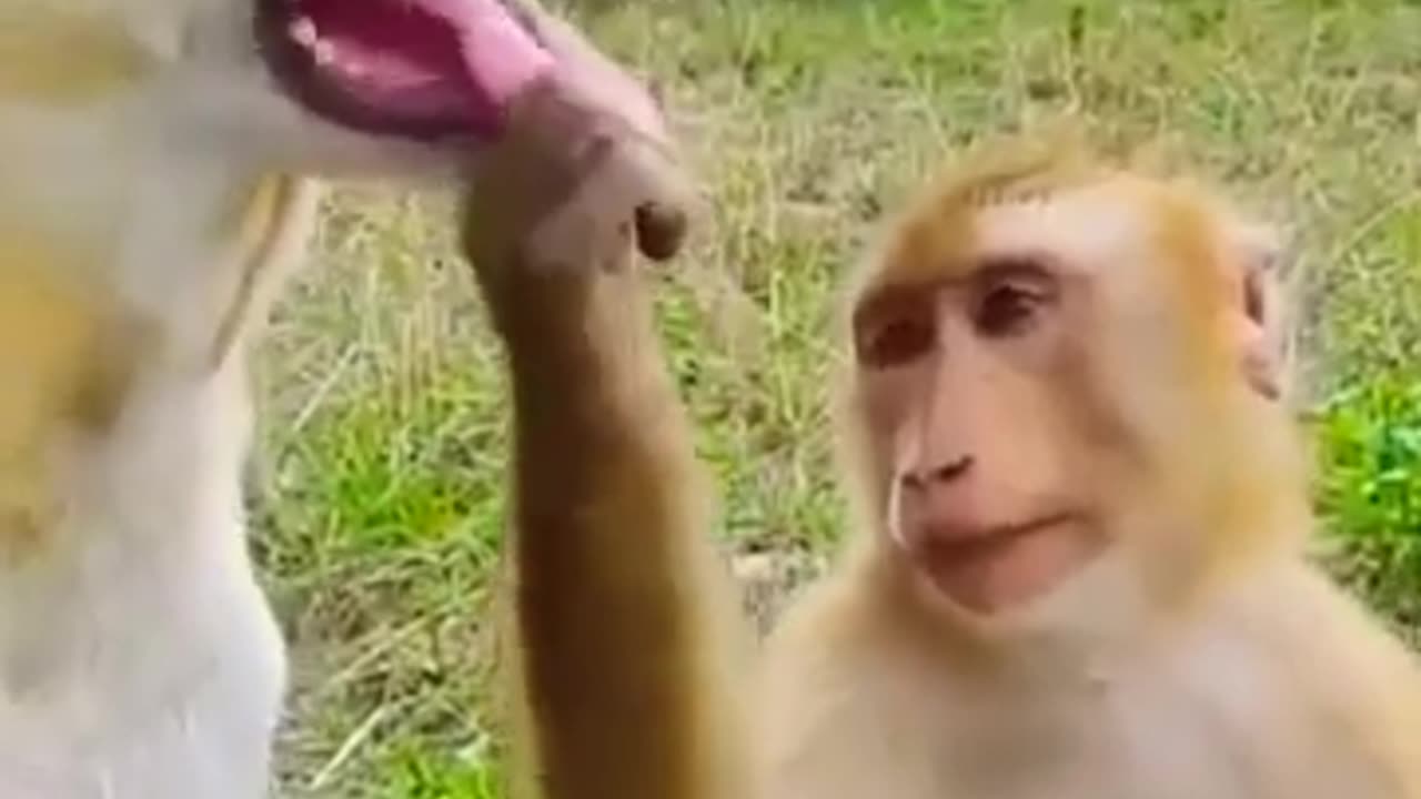 Funny Animals