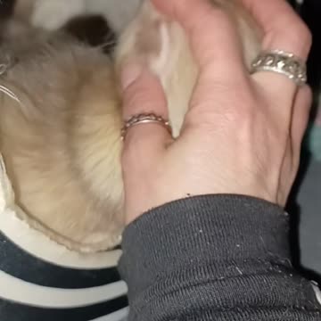 Ferret head scratches!!
