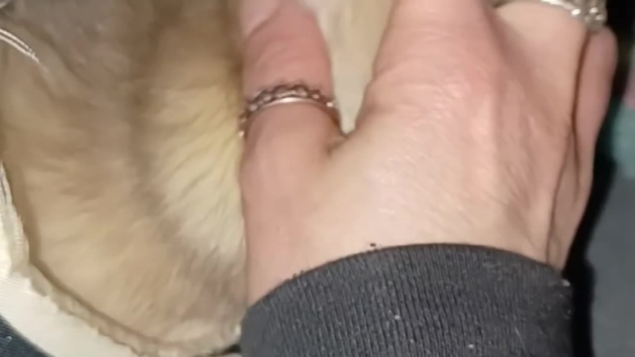 Ferret head scratches!!