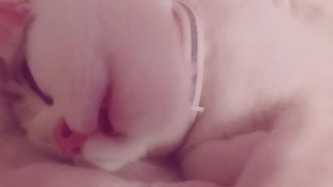 kitten snoring