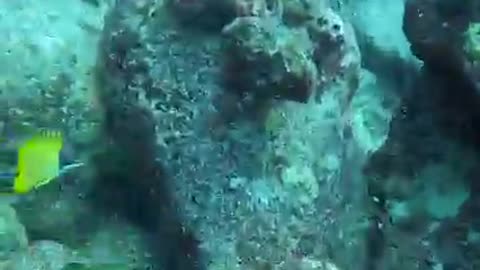 What a country to raise under the sea