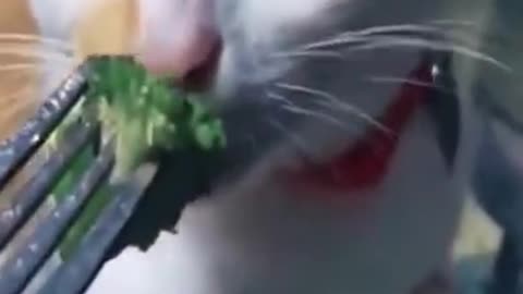 Cat's super reaction to vegetables -try not to laugh- pet funny