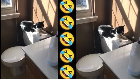 Dog 🐕 funny comedy video clips 🤣🤣🤣 #rumble #dog