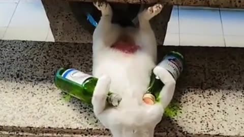 Cat drunk 🐈😸😂