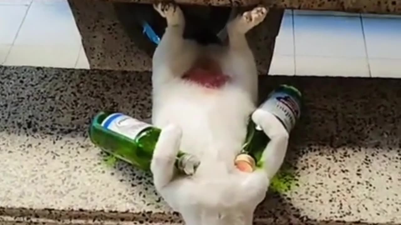 Cat drunk 🐈😸😂