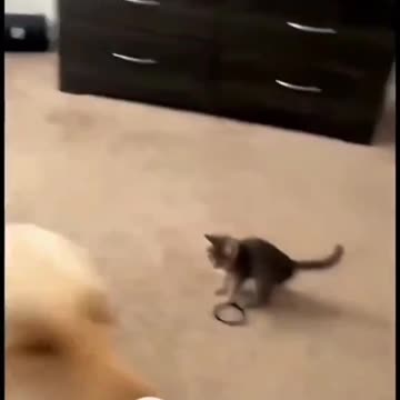 Kitten Friendship with Dog