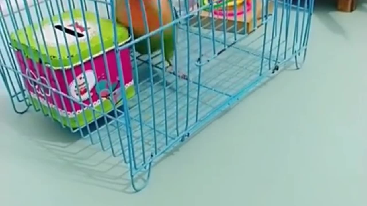 Escape parakeet this is very funny