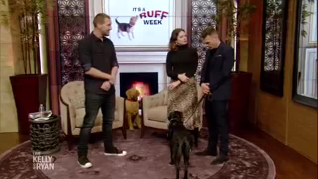 Best dog