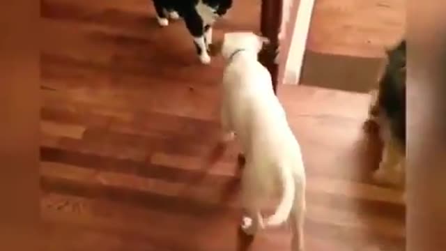 Looks like that dog plays soccer from that acting.😂