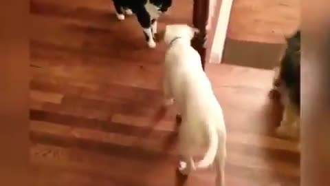 Looks like that dog plays soccer from that acting.😂