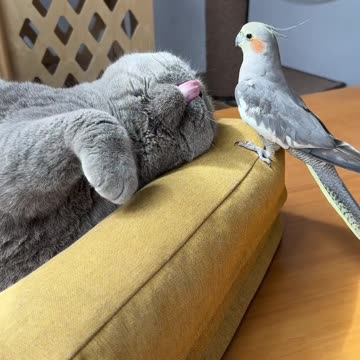 Gut-Busting Gags: A Collection of Side-Splitting Skits