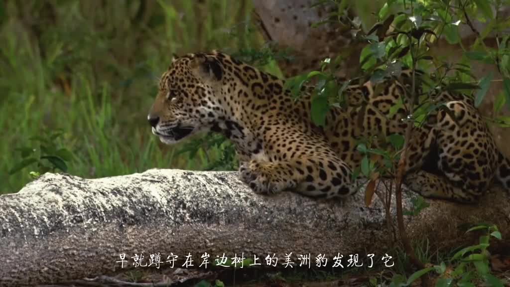 The good crocodile eventually has a leopard, and the jaguar preys on the caiman