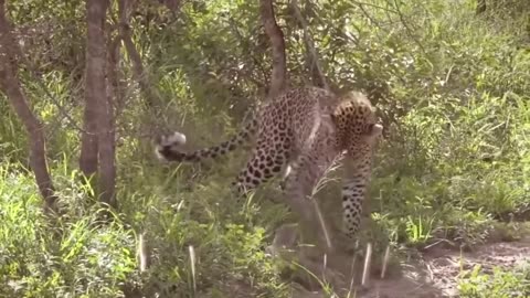 Leopard vs lizard