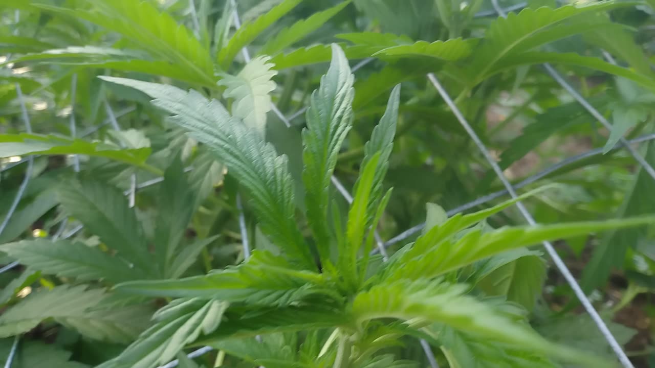 Bigfoot Og MASSIVE GROWTH!