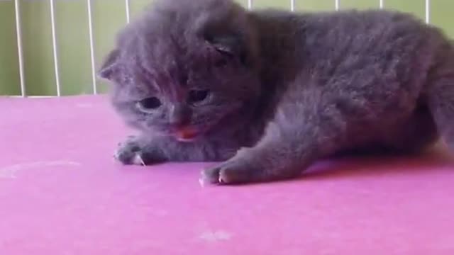 OMG So Cute Cats ♥ Best Funny Cat ❤️🐈Videos 2021 #shorts