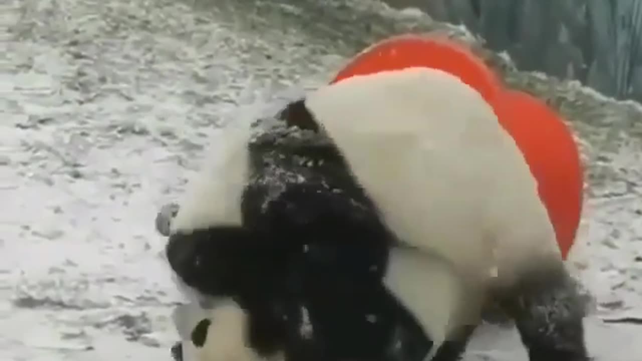 Panda fight.....