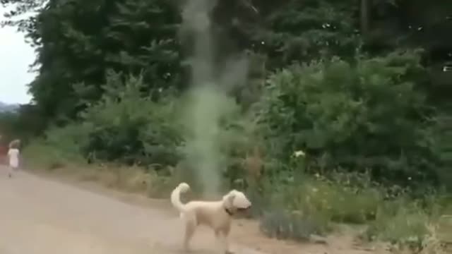 Dog Stops Tornado from Forming